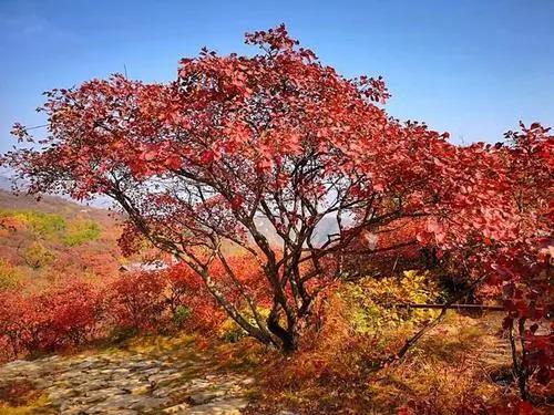 微信图片_20210128145339.jpg 微信图片_20210128145339.jpg