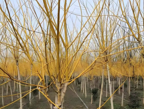 微信图片_202304241012202.png 微信图片_202304241012202.png