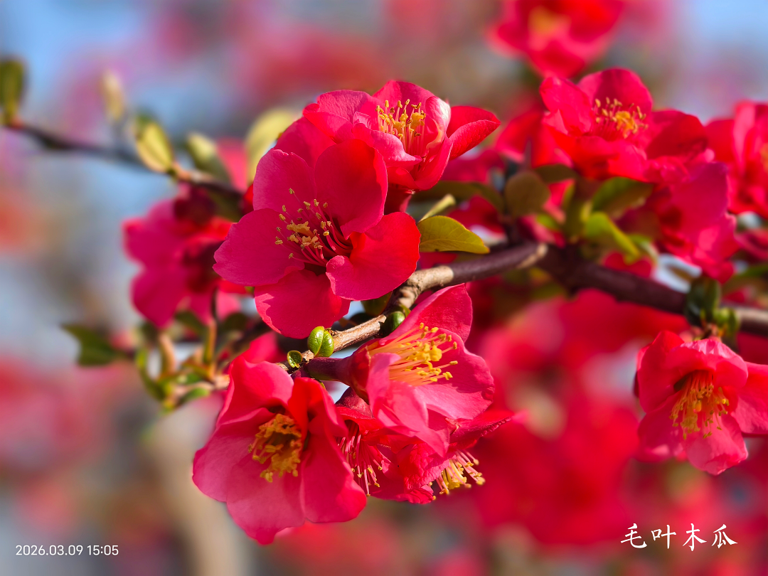 树木1-1.png 树木1-1.png