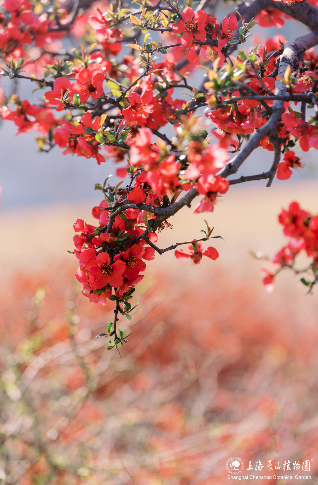 树木1-2.png 树木1-2.png