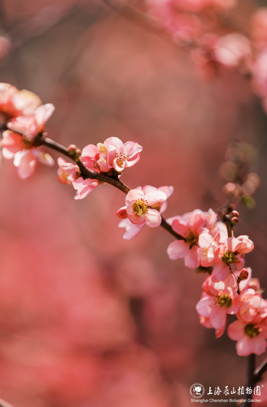 树木1-3.png 树木1-3.png